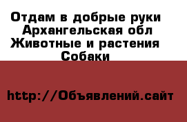 Отдам в добрые руки - Архангельская обл. Животные и растения » Собаки   